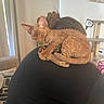 animal, black_clothing, casual, cat, cat_tree, cozy, curly_cat, curtains, domestic, furniture, hair_bun, home, indoor, living_room, orange_cat, person, pet, relaxed, shoulder, soda_can