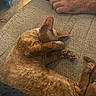 Méo a rejoint le concours — aidez-le/la à gagner de superbes lots ! cat, sleeping, paw, couch, furniture, hand, resting, curled_up, indoor, cozy, pet, fur, relaxing, textured, brown, close_up, domestic_animal, animal, home, comfort