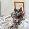 cat, gray_cat, fluffy_fur, yellow_eyes, pet, indoor, blanket, bed, relaxed, stretching, fur, whiskers, mirror, wooden_frame, cozy, domestic_animal, animal, closeup, portrait, feline