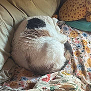 Dumplin joined the competition — help win amazing prizes! cat, sleeping, bed, fluffy, curled_up, pillow, stuffed_animal, giraffe_toy, blanket, floral_pattern, cozy, indoor, pet, resting, fur, animal, cute, home, relaxing, cushion