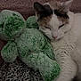 Dumplin joined the competition — help win amazing prizes! cat, stuffed_toy, plush, sleepy, blanket, musical_notes, cozy, indoor, pet, fur, white_cat, calico, relaxed, soft_texture, cuddle, resting, closeup, animal, comfort, bed