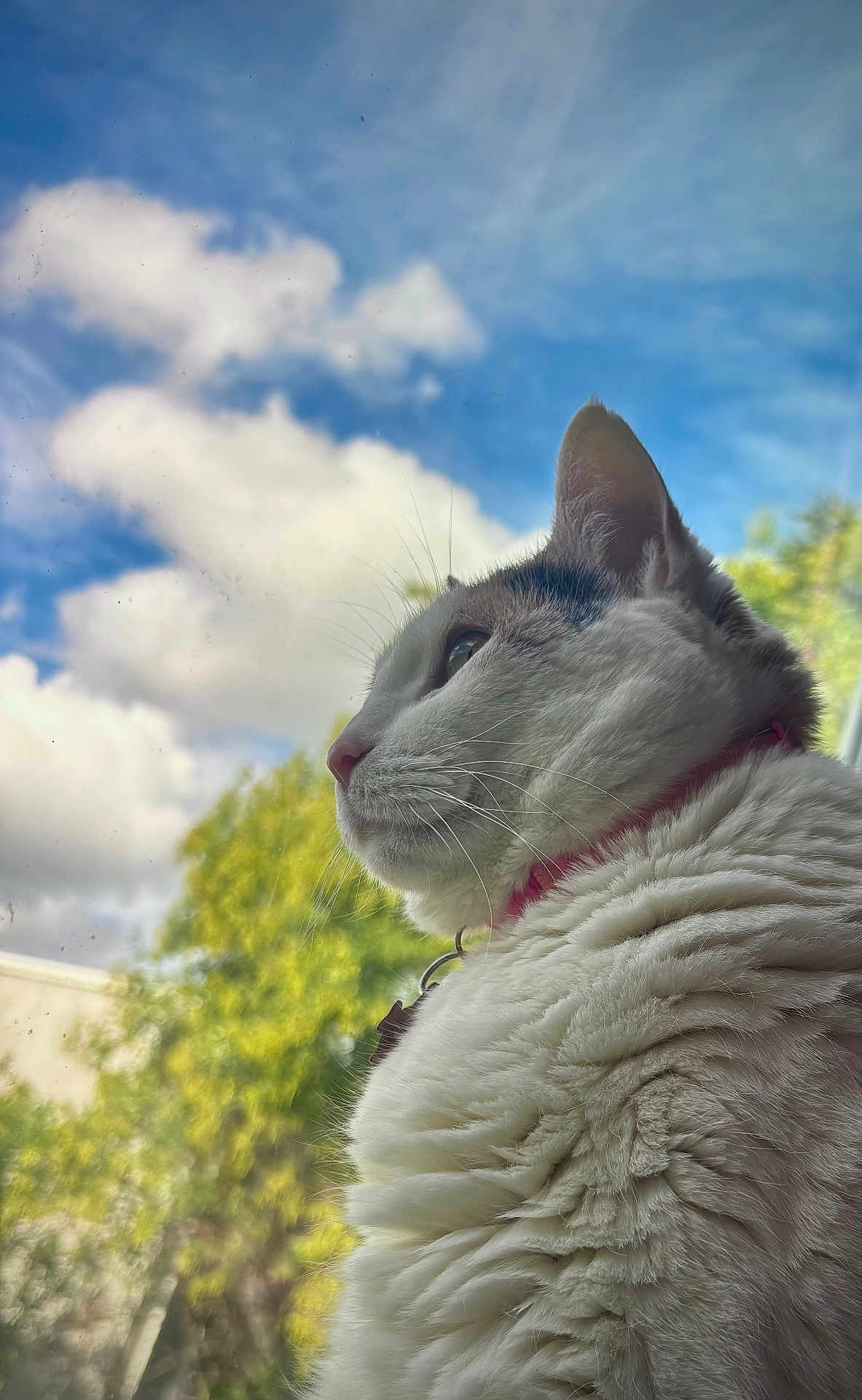 Dumplin is registered to the contest to win money with this photo: cat, fluffy, white_cat, side_profile, looking_out_window, blue_sky, clouds, daylight, outdoor_view, greenery, tree, nature, pet, fur, collar, whiskers, calm, peaceful, closeup, portrait