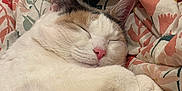 Dumplin joined the competition — help win amazing prizes! cat, sleeping, white_fur, pink_nose, closed_eyes, paws, cozy, bedding, floral_pattern, fabric, resting, cute, domestic_cat, indoor, soft_texture, relaxed, pet, animal, calm, warm