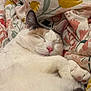cat, sleeping, white_fur, pink_nose, closed_eyes, paws, cozy, bedding, floral_pattern, fabric, resting, cute, domestic_cat, indoor, soft_texture, relaxed, pet, animal, calm, warm