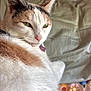 Dumplin is registered to the contest to win money with this photo: cat, calico_cat, feline, pet, fur, green_eyes, whiskers, close_up, indoor, couch, blanket, pattern, relaxing, animal, mammal, cute, portrait, soft_lighting, domestic, cozy