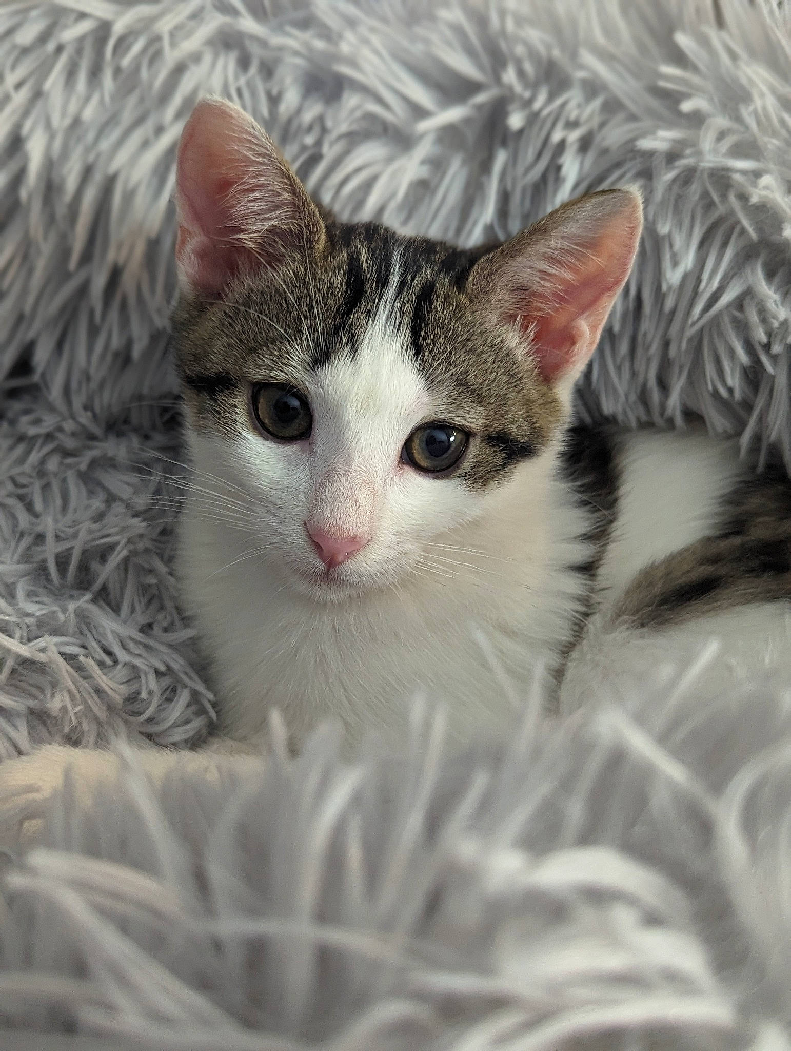 Cleocatra is registered to the contest to win money with this photo: carnivore, cat, close_up, domestic_short_haired_cat, eye, eyelash, fawn, felidae, fur, grass, nose, plant, small_to_medium_sized_cats, snout, tail, terrestrial_animal, tree, twig, whiskers, wildlife