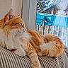 Yuki participe au concours pour gagner de l'argent avec cette photo : cat, orange_cat, white_fur, fluffy, lounging, couch, striped_couch, window, reflection, indoor, daylight, relaxed, pet, feline, side_view, whiskers, ears, tail, paws, domestic_animal