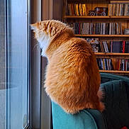 Yuki participe au concours pour gagner de l'argent avec cette photo : cat, orange_cat, window, armchair, bookshelf, cds, indoor, pet, furniture, cozy, home, looking_out, fluffy, relaxing, daylight, quiet, domestic, animal, curious, seated