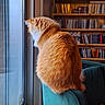 cat, orange_cat, window, armchair, bookshelf, cds, indoor, pet, furniture, cozy, home, looking_out, fluffy, relaxing, daylight, quiet, domestic, animal, curious, seated