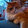 cat, orange_cat, fluffy, indoor, window, bookshelf, cds, relaxed, paw, feline, cozy, home, texture, blue, stretching, animal, pet, fur, resting, indoor_lighting