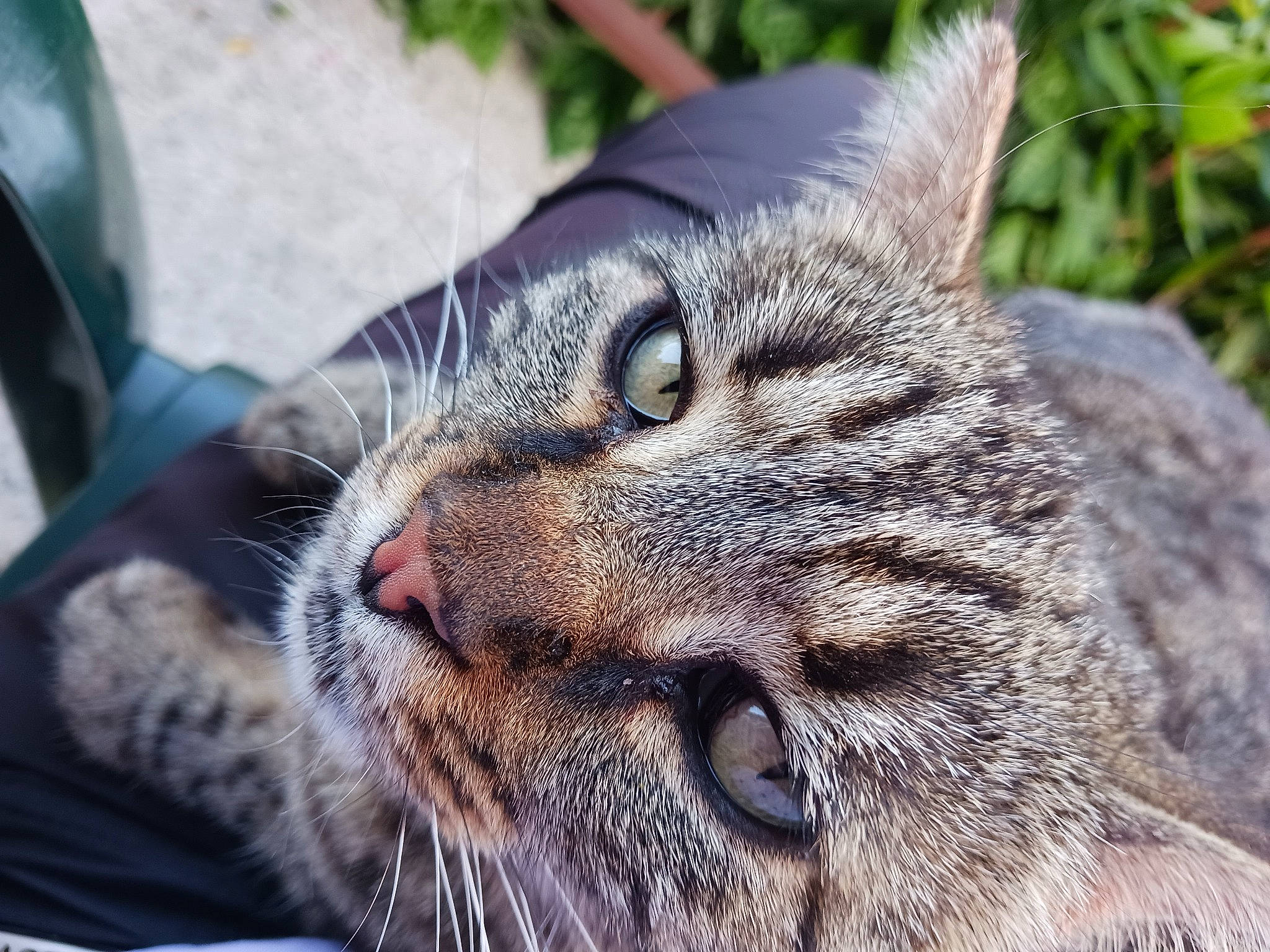 Mizette participe au concours pour gagner de l'argent avec cette photo : bobcat, carnivore, cat, close_up, domestic_short_haired_cat, eye, felidae, fur, grass, lynx, mammal, plant, small_to_medium_sized_cats, snout, terrestrial_animal, whiskers, wildlife