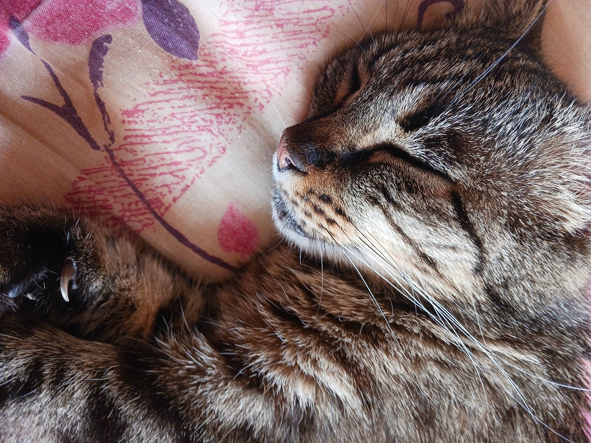 Mizette a rejoint le concours — aidez-le/la à gagner de superbes lots ! carnivore, cat, claw, close_up, comfort, domestic_short_haired_cat, fawn, felidae, fur, mammal, pattern, paw, sleep, small_to_medium_sized_cats, snout, tail, terrestrial_animal, vertebrate, whiskers