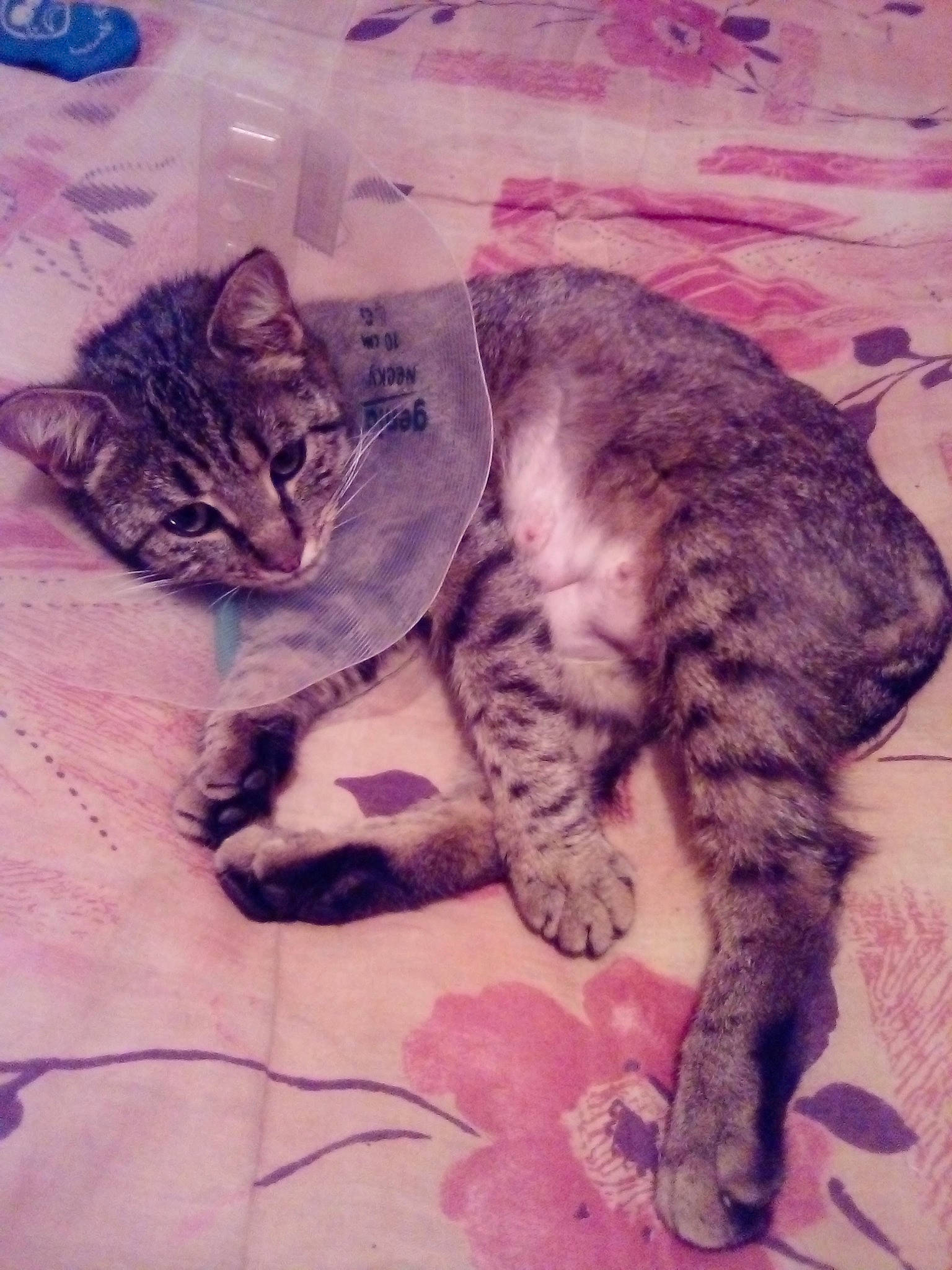 Mizette participe au concours pour gagner de l'argent avec cette photo : art, carnivore, cat, claw, cloud, comfort, domestic_short_haired_cat, felidae, flooring, fur, mountain, nap, pattern, paw, sky, small_to_medium_sized_cats, snout, square, tail, whiskers