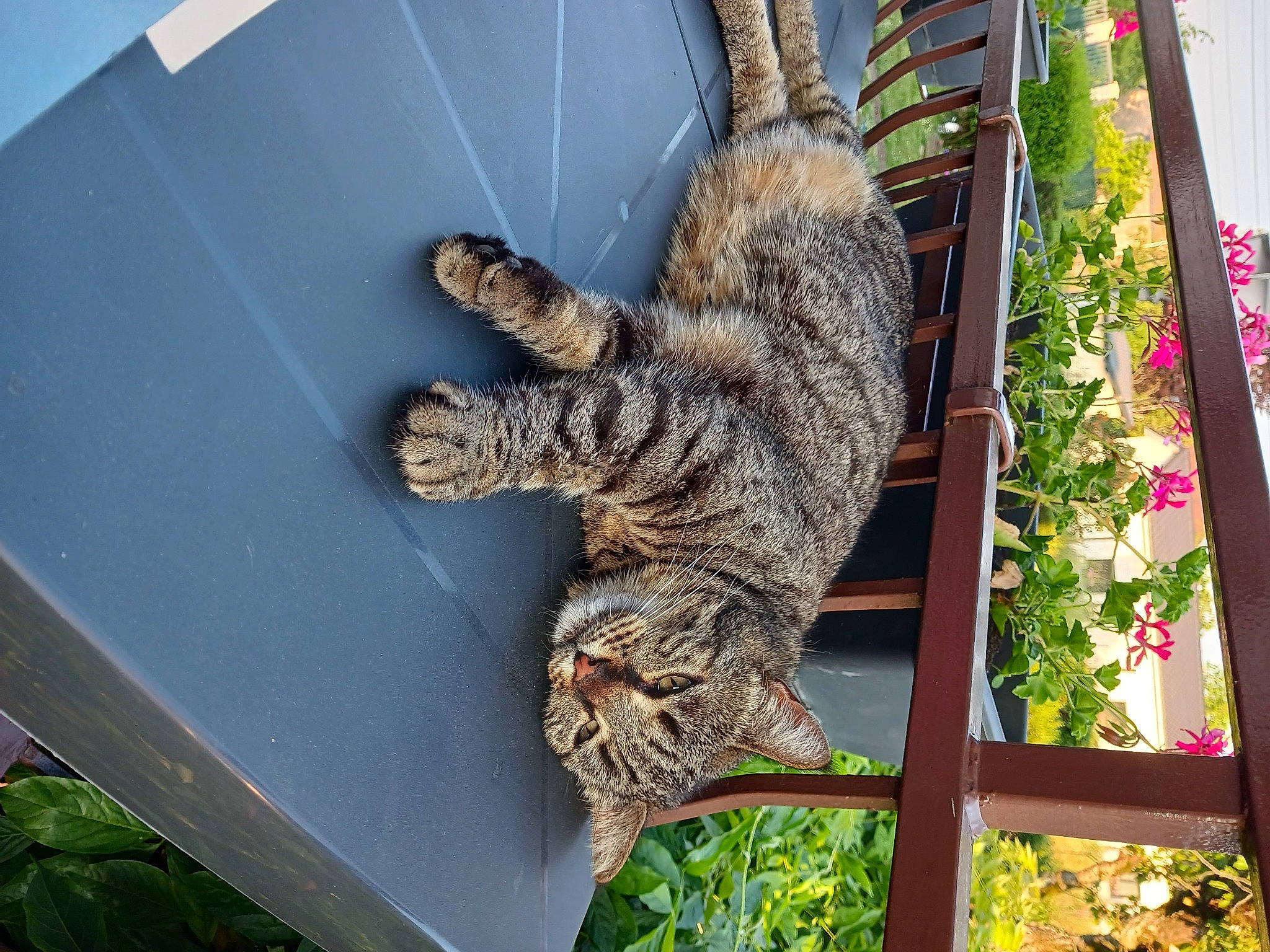 Mizette a rejoint le concours — aidez-le/la à gagner de superbes lots ! carnivore, cat, domestic_short_haired_cat, felidae, fur, organism, pattern, plant, small_to_medium_sized_cats, snout, tail, terrestrial_animal, tree, trunk, twig, whiskers, wildlife, wood