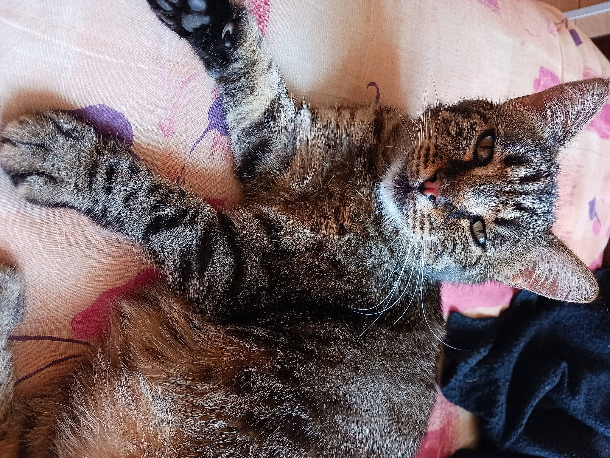 Mizette participe au concours pour gagner de l'argent avec cette photo : carnivore, cat, claw, comfort, domestic_short_haired_cat, felidae, foot, fur, gesture, human_leg, nail, nap, paw, small_to_medium_sized_cats, snout, tail, terrestrial_animal, whiskers