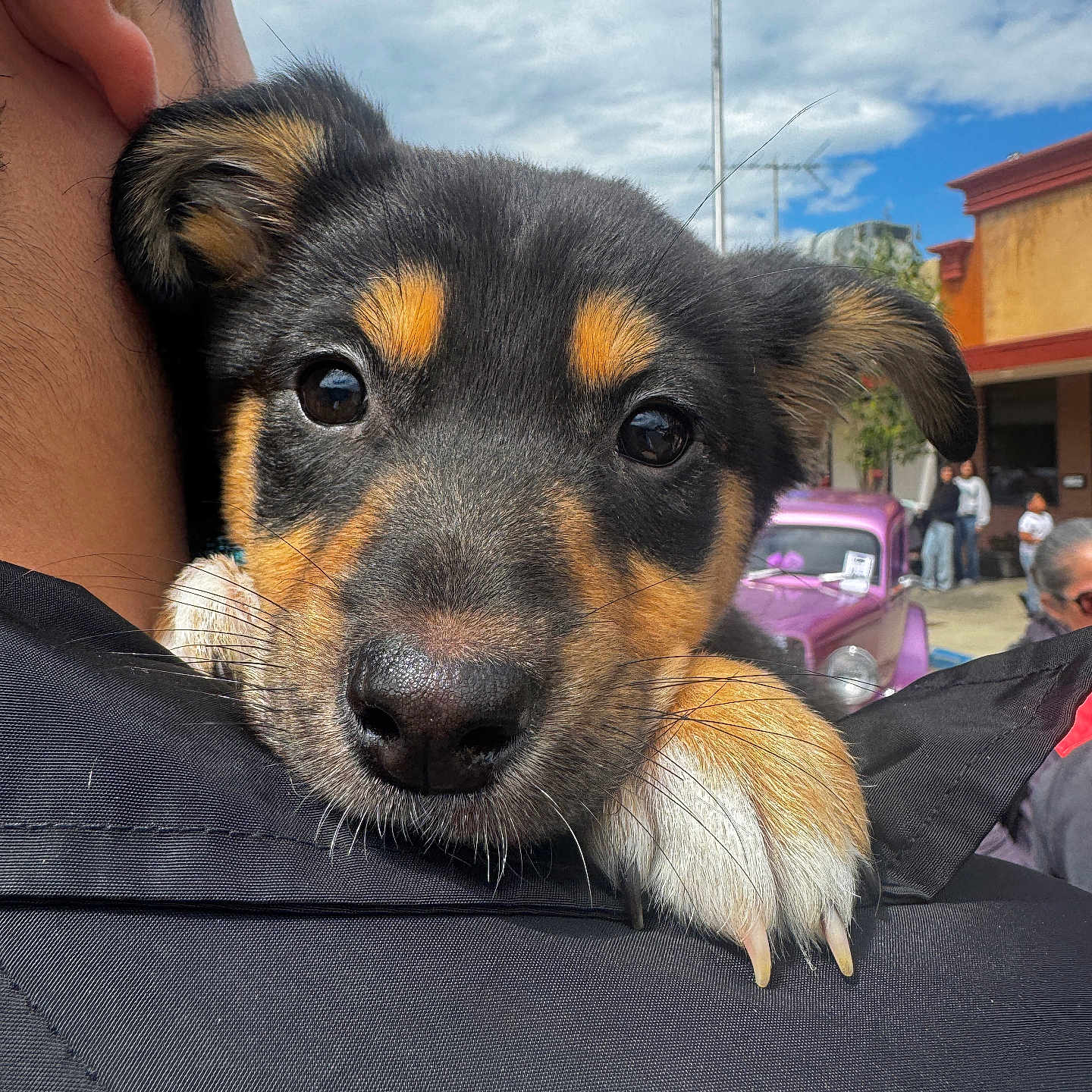 Lilo joined the competition — help win amazing prizes! black_coat, building, close_up, cloudy_sky, daytime, dog, ears, fur, nose, outdoor, paw, people, person, puppy, purple_car, shoulder, sky, street, vintage_car, whiskers
