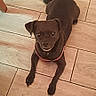 Teddy Bear is registered to the contest to win money with this photo: dog, black_dog, pet, indoor, floor, tile_floor, collar, small_dog, looking_up, animal, cute, canine, ears, lying_down, home, domestic, friendly, floor_tiles, house, companion