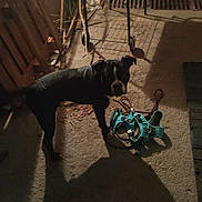 Victime a rejoint le concours — aidez-le/la à gagner de superbes lots ! dog, black_dog, harness, shadow, concrete_floor, chair, wooden_planks, night, dim_light, indoor, pet, curious, animal, floor, leash, metal_grate, dark, quiet, home, companion