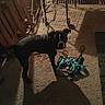 animal, black_dog, chair, companion, concrete_floor, curious, dark, dim_light, dog, floor, harness, home, indoor, leash, metal_grate, night, pet, quiet, shadow, wooden_planks