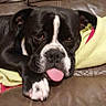 Victime participe au concours pour gagner de l'argent avec cette photo : dog, black_and_white, tongue_out, leather_couch, blanket, resting, sleepy, paw, indoor, pet, canine, relaxed, fur, animal, companion, home, comfort, portrait, cute, mammal