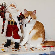 Dominic is registered to the contest to win money with this photo: cat, orange_cat, white_cat, santa_claus_figurine, table, polka_dot, red_pen, indoor, decor, fur, pet, holiday, christmas, toy, animal, cute, sitting, domestic_cat, feline, whiskers