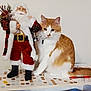 cat, orange_cat, white_cat, santa_claus_figurine, table, polka_dot, red_pen, indoor, decor, fur, pet, holiday, christmas, toy, animal, cute, sitting, domestic_cat, feline, whiskers