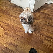 Holly joined the competition — help win amazing prizes! dog, small_dog, fluffy, indoor, wooden_floor, armchair, clothing, sandal, pet, curious, furniture, flooring, living_room, brown, white, black, hair_tie, topknot, cable, side_view