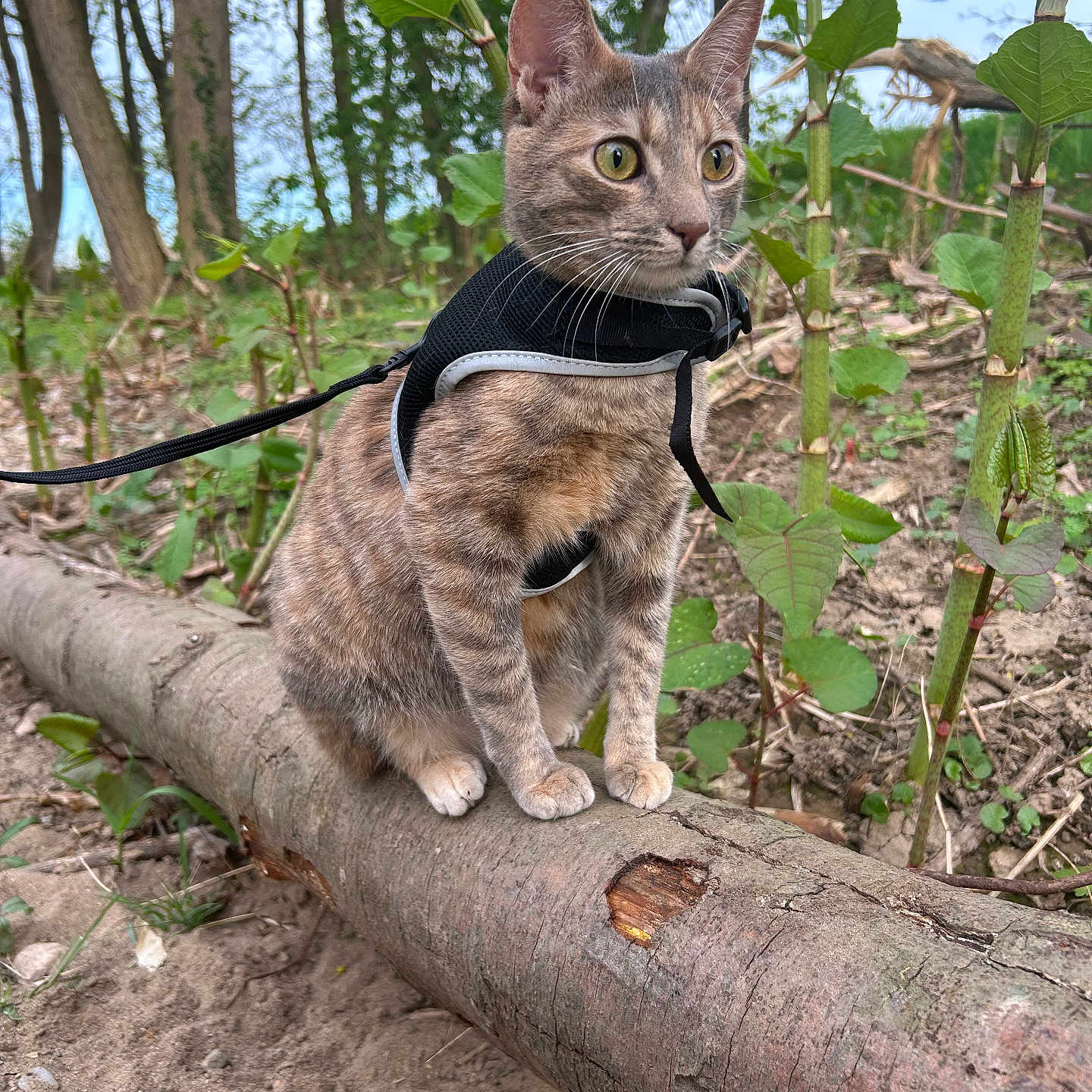 Blue a rejoint le concours — aidez-le/la à gagner de superbes lots ! alert, animal, brown, cat, ears, eyes, feline, forest, fur, greenery, harness, leash, nature, outdoor, pet, plants, sitting, tree_trunk, whiskers, wildlife