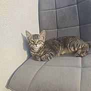 Billy a rejoint le concours — aidez-le/la à gagner de superbes lots ! kitten, cat, tabby, gray_chair, cushion, indoor, pet, fur, relaxed, sunlight, shadow, wall, animal, cute, small, resting, whiskers, ears, paws, feline