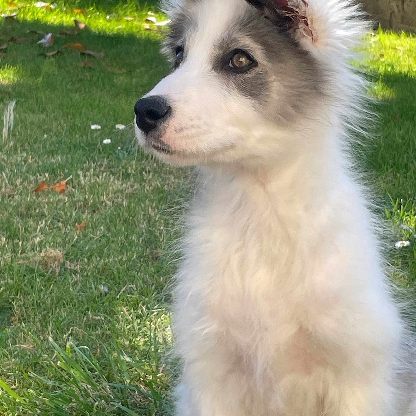 Arthur a rejoint le concours — aidez-le/la à gagner de superbes lots ! animal, ball, bird, canine, dog, eskimodog, football, grass, husky, lawn, nature, outdoors, pet, plant, puppy, soccer, soccerball, white, whitedog, yard