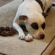 Choco is registered to the contest to win money with this photo: dog, white_dog, black_patches, sleeping, resting, pet, indoor, rug, floor, toy, chew_toy, animal, canine, paw, nose, ear, quiet, calm, domestic, companion