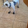 dog, white_dog, black_spots, dog_boots, collar, spiked_collar, tile_floor, indoor, pet, animal, standing, four_paws, black_boots, side_view, looking_away, household, furniture_leg, metal_chair, brown_chair, floor_tile