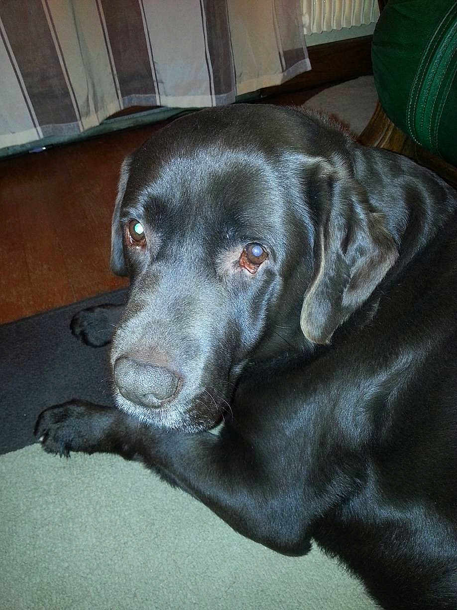 Angelo