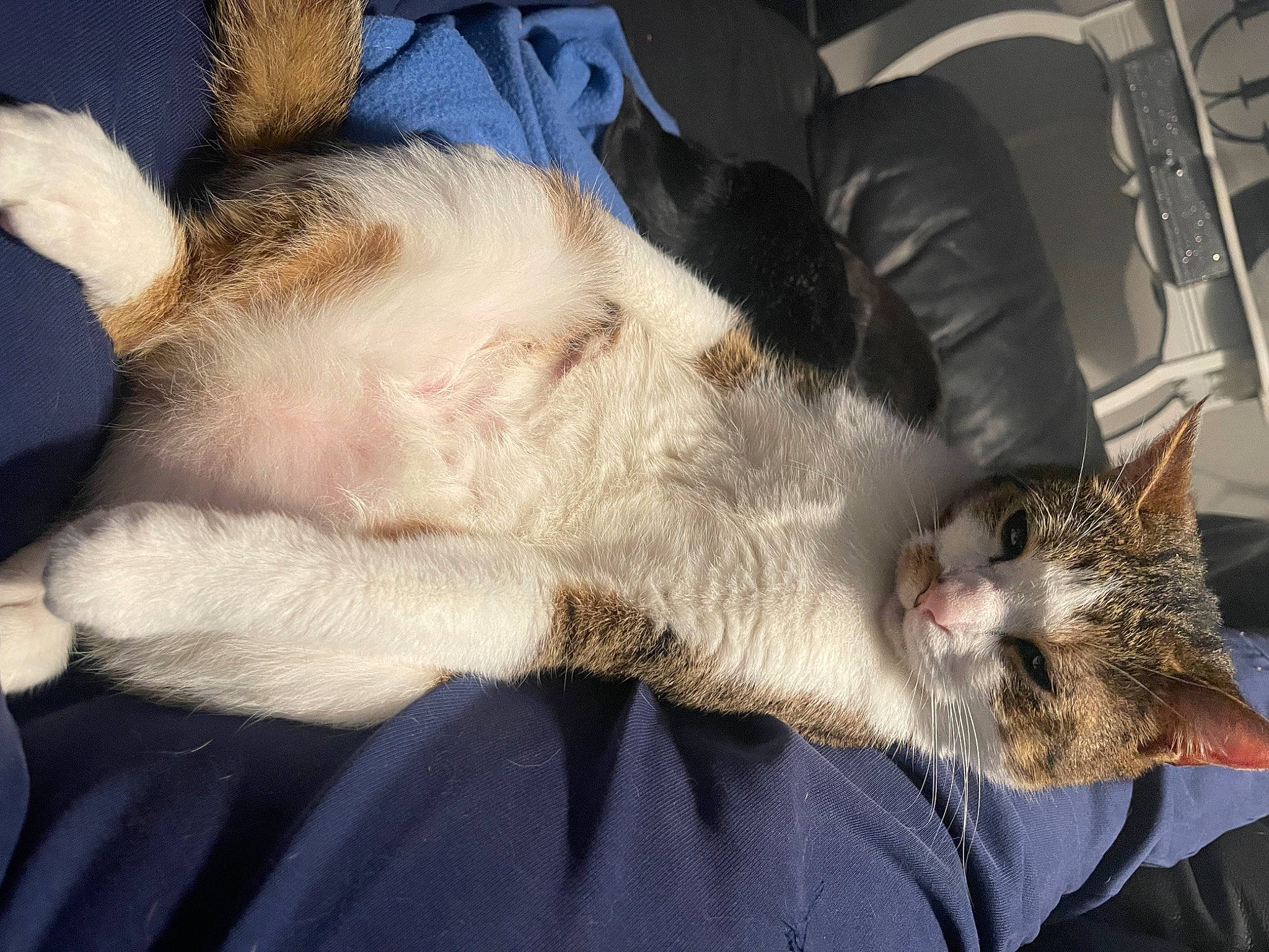 Pablo participe au concours pour gagner de l'argent avec cette photo : canidae, carnivore, cat, claw, comfort, domestic_short_haired_cat, ear, fawn, felidae, fur, lap, nap, paw, sleep, small_to_medium_sized_cats, snout, tail, whiskers