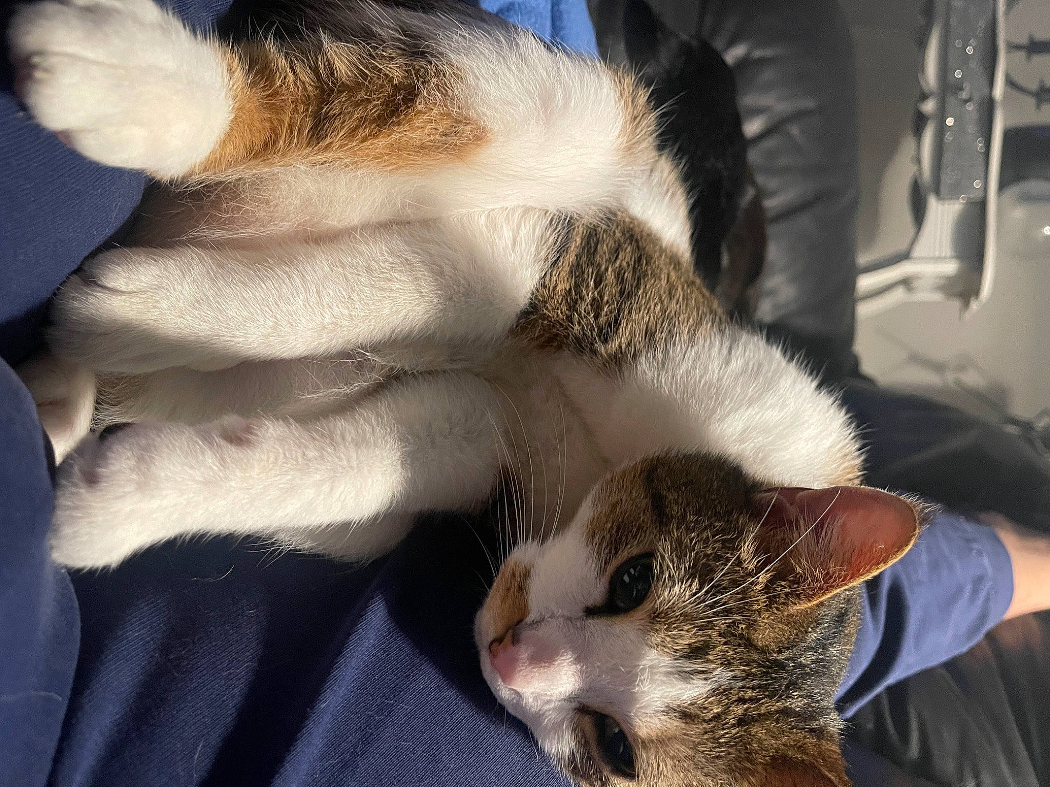 Pablo participe au concours pour gagner de l'argent avec cette photo : carnivore, cat, claw, comfort, domestic_short_haired_cat, ear, felidae, fur, paw, photography, small_to_medium_sized_cats, snout, tail, whiskers