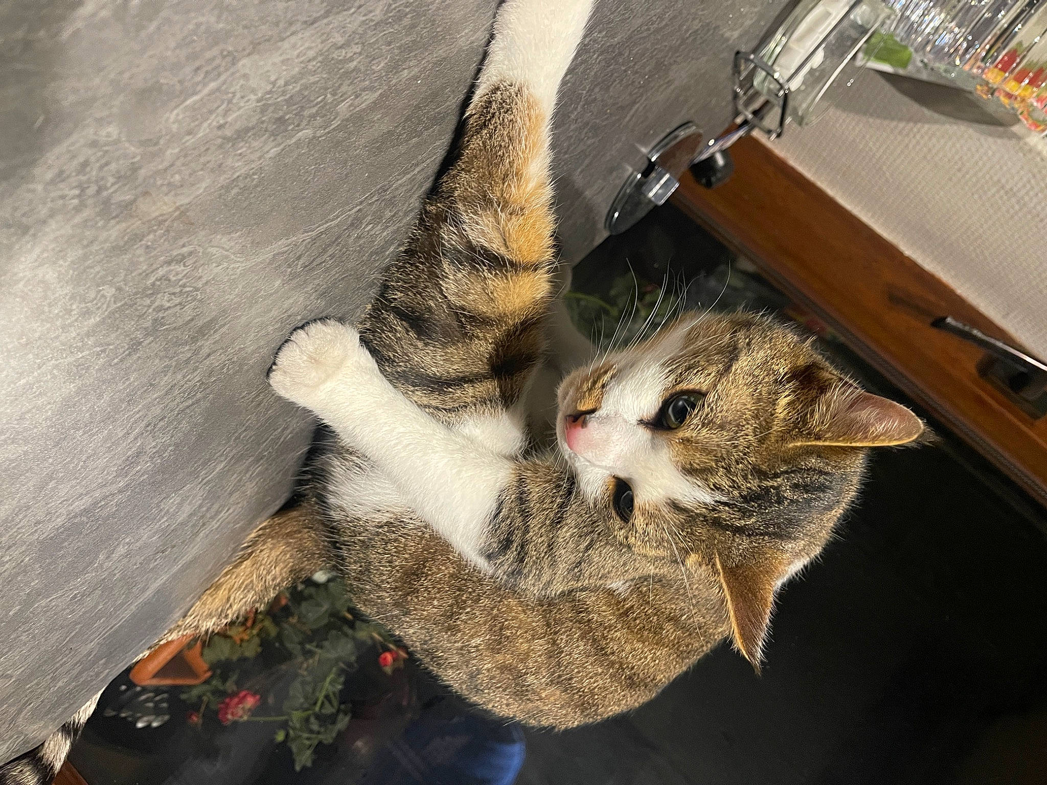 Pablo participe au concours pour gagner de l'argent avec cette photo : canidae, carnivore, cat, claw, comfort, domestic_short_haired_cat, felidae, fur, mammal, paw, plant, small_to_medium_sized_cats, snout, tail, tree, vertebrate, whiskers, wood