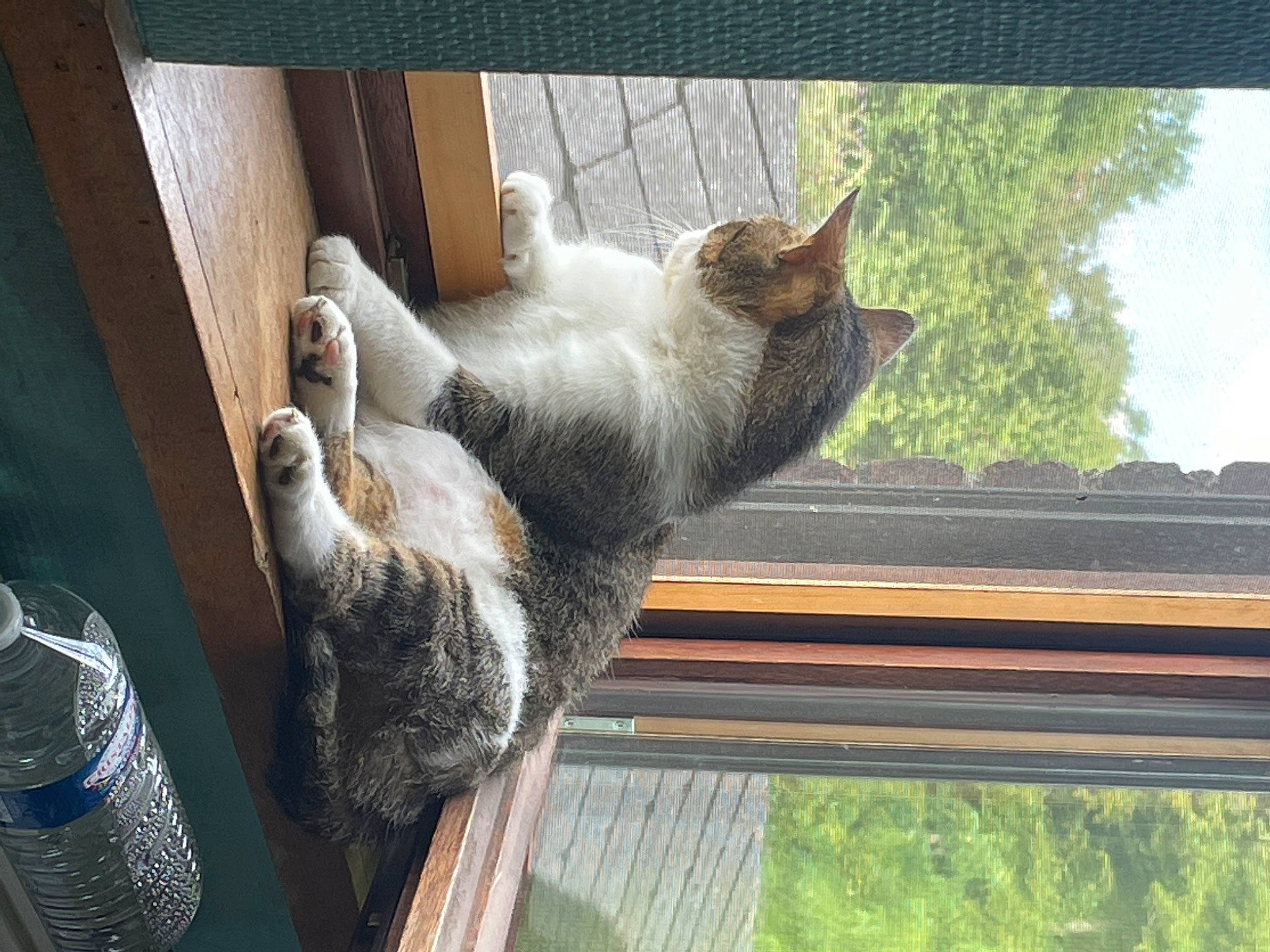 Pablo a rejoint le concours — aidez-le/la à gagner de superbes lots ! bottle, carnivore, cat, domestic_short_haired_cat, felidae, fur, paw, plant, small_to_medium_sized_cats, tail, terrestrial_animal, tree, whiskers, window, wood