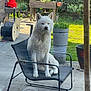 Blue a rejoint le concours — aidez-le/la à gagner de superbes lots ! dog, white_dog, chair, outdoor, garden, plant_pot, traffic_cone, sunlight, grass, fence, paving_stones, pet, sitting, metal_frame, canine, fur, daylight, backyard, relaxed, quiet