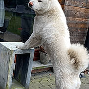 Blue participe au concours pour gagner de l'argent avec cette photo : dog, white, fluffy, standing, hind_legs, concrete_block, wooden_wall, glass_window, outdoor, pavement, curious, pet, animal, tail, ears, fur, reflection, plant_pot, nature, daylight