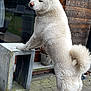 dog, white, fluffy, standing, hind_legs, concrete_block, wooden_wall, glass_window, outdoor, pavement, curious, pet, animal, tail, ears, fur, reflection, plant_pot, nature, daylight