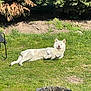dog, white_dog, grass, garden, outdoor, sunny, plant_pot, greenery, relaxed, tongue_out, backyard, nature, pet, canine, summer, shrubbery, resting, animal, daylight, lawn