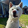 Blue participe au concours pour gagner de l'argent avec cette photo : dog, white_dog, pet, animal, outdoor, grass, sunny, backyard, house, brick_wall, window, blue_sky, ears, nose, fur, mouth, tongue, daylight, canine, playful
