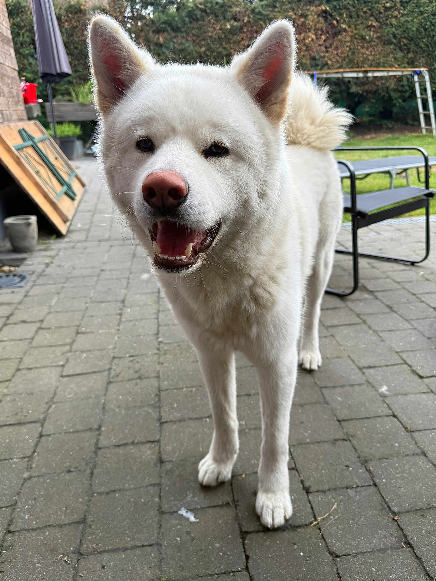 Blue a rejoint le concours — aidez-le/la à gagner de superbes lots ! dog, white_dog, outdoor, patio, paved_ground, fence, garden, smiling, pet, canine, fur, ears, tail, bench, grass, daylight, happy, animal, house, nature