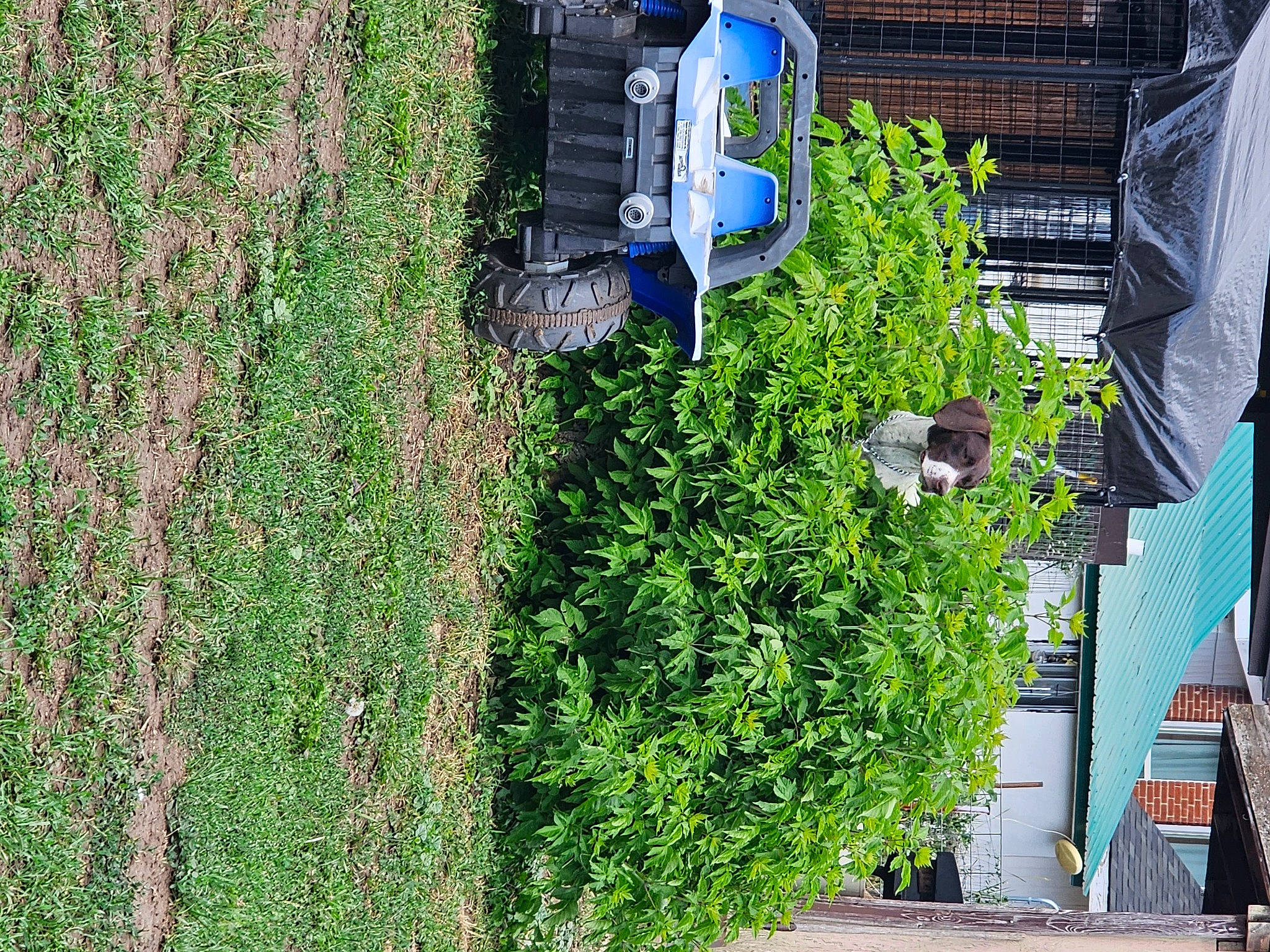 Elle joined the competition — help win amazing prizes! building, conifer, evergreen, facade, garden, grass, green, groundcover, hedge, landscape, machine, plant, road, road_surface, shrub, soil, tree, urban_design, vegetation, woody_plant