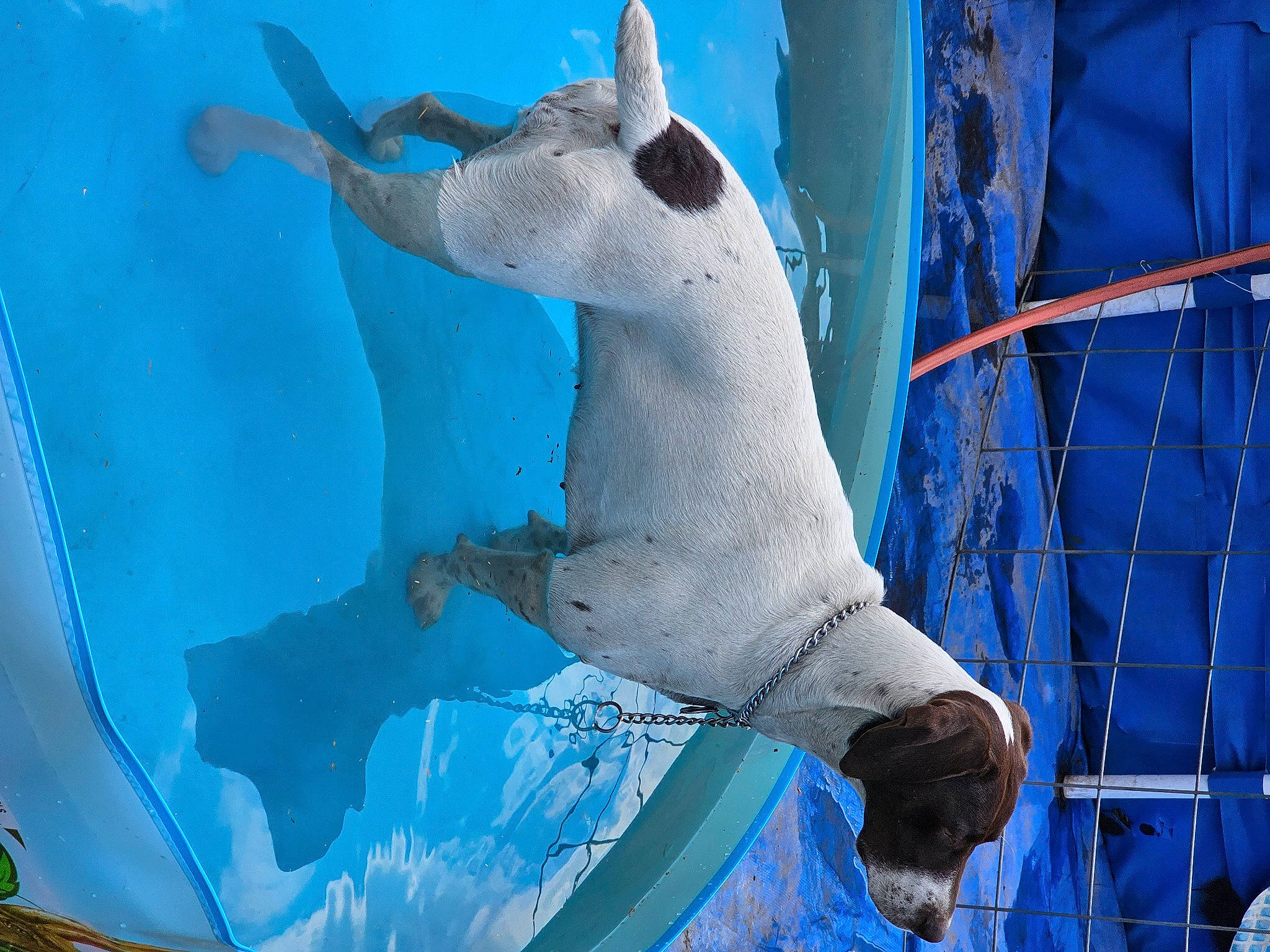 Elle joined the competition — help win amazing prizes! art, azure, canidae, carnivore, dog_breed, electric_blue, freezing, ice_cap, leisure, marine_mammal, pattern, polar_bear, snout, sporting_group, tail, terrestrial_animal, visual_arts, water, wildlife, winter