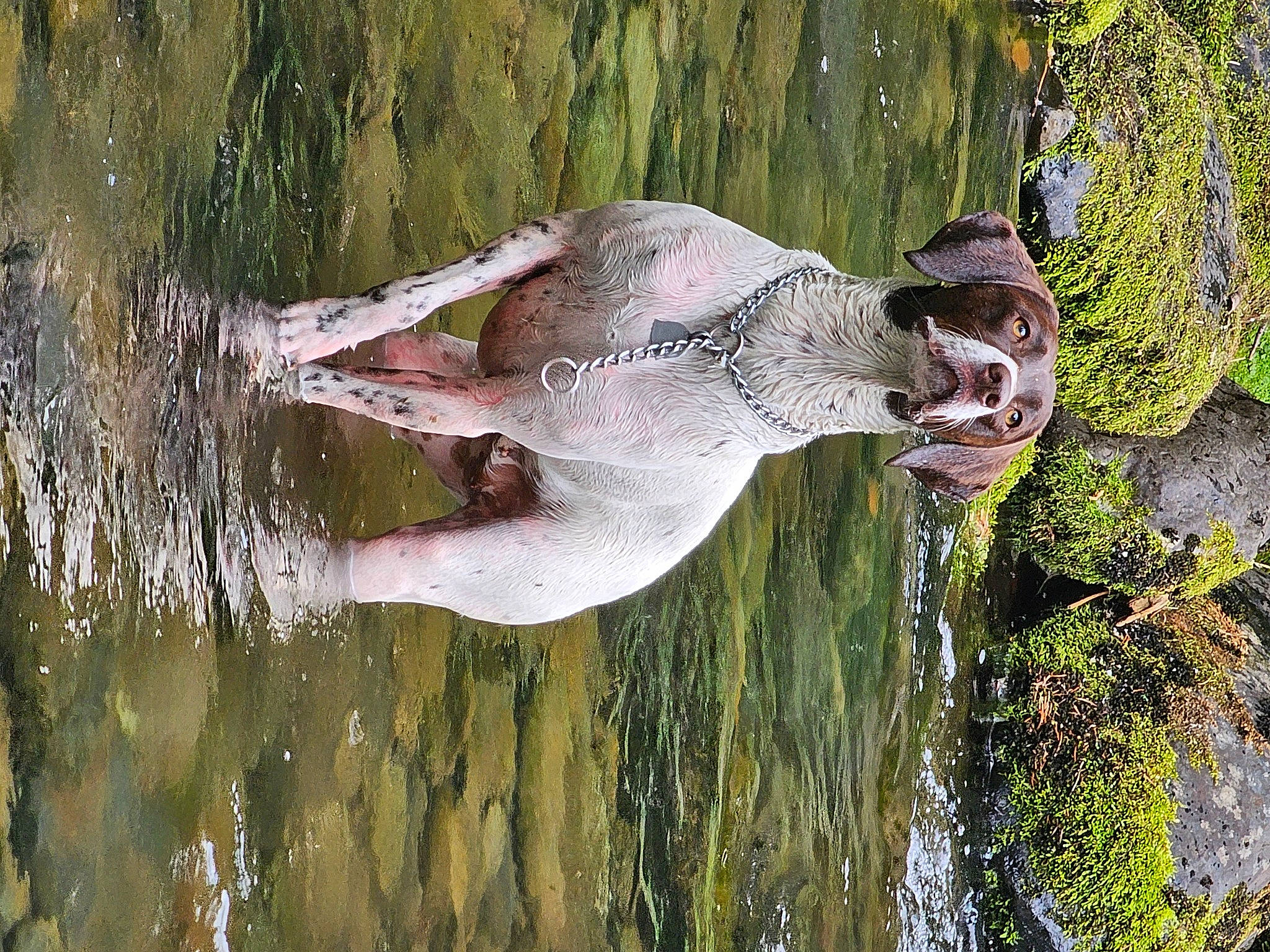 Elle is registered to the contest to win money with this photo: art, beak, body_of_water, botany, forest, grass, grass_family, organism, people_in_nature, plant, reflection, sculpture, tree, trunk, vegetation, vertebrate, water, watercourse, wood, working_animal