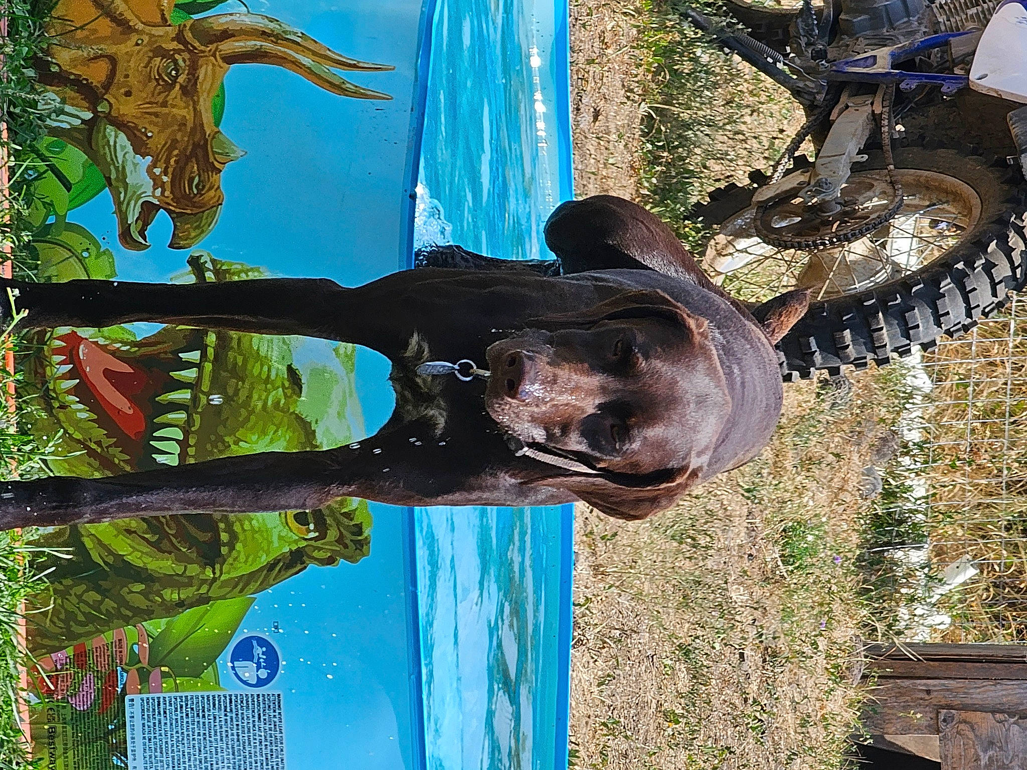 Rip joined the competition — help win amazing prizes! art, automotive_tire, grass, metal, plant, sculpture, sporting_group, statue, tire, tread, tree, trunk, vehicle, visual_arts, water, wheel, wood, working_animal