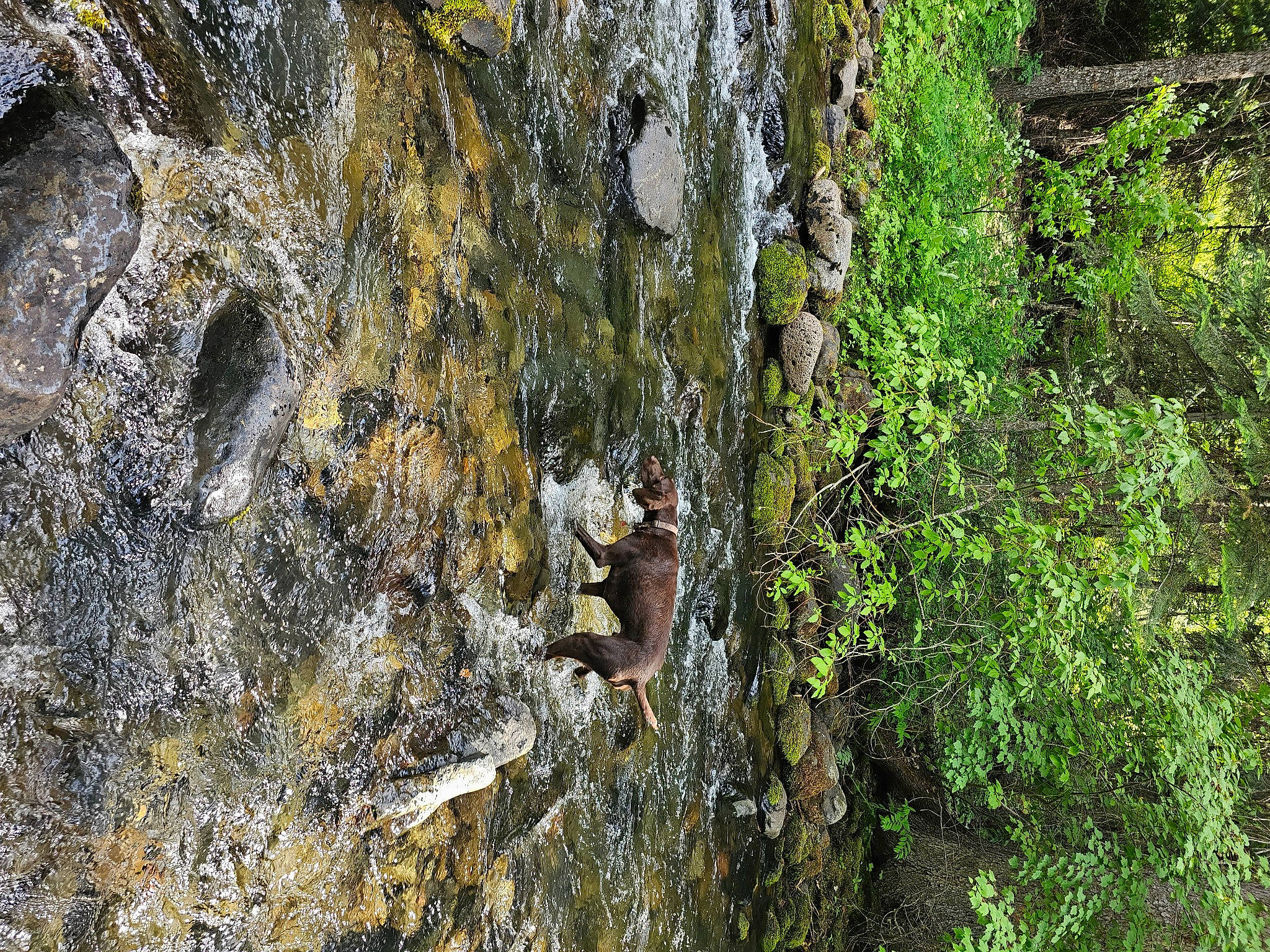 Rip is registered to the contest to win money with this photo: adventure, bedrock, forest, formation, grass, jungle, landscape, natural_landscape, non_vascular_land_plant, outcrop, plant, rock, soil, temperate_broadleaf_and_mixed_forest, terrestrial_animal, terrestrial_plant, tree, trunk, wood, woodland