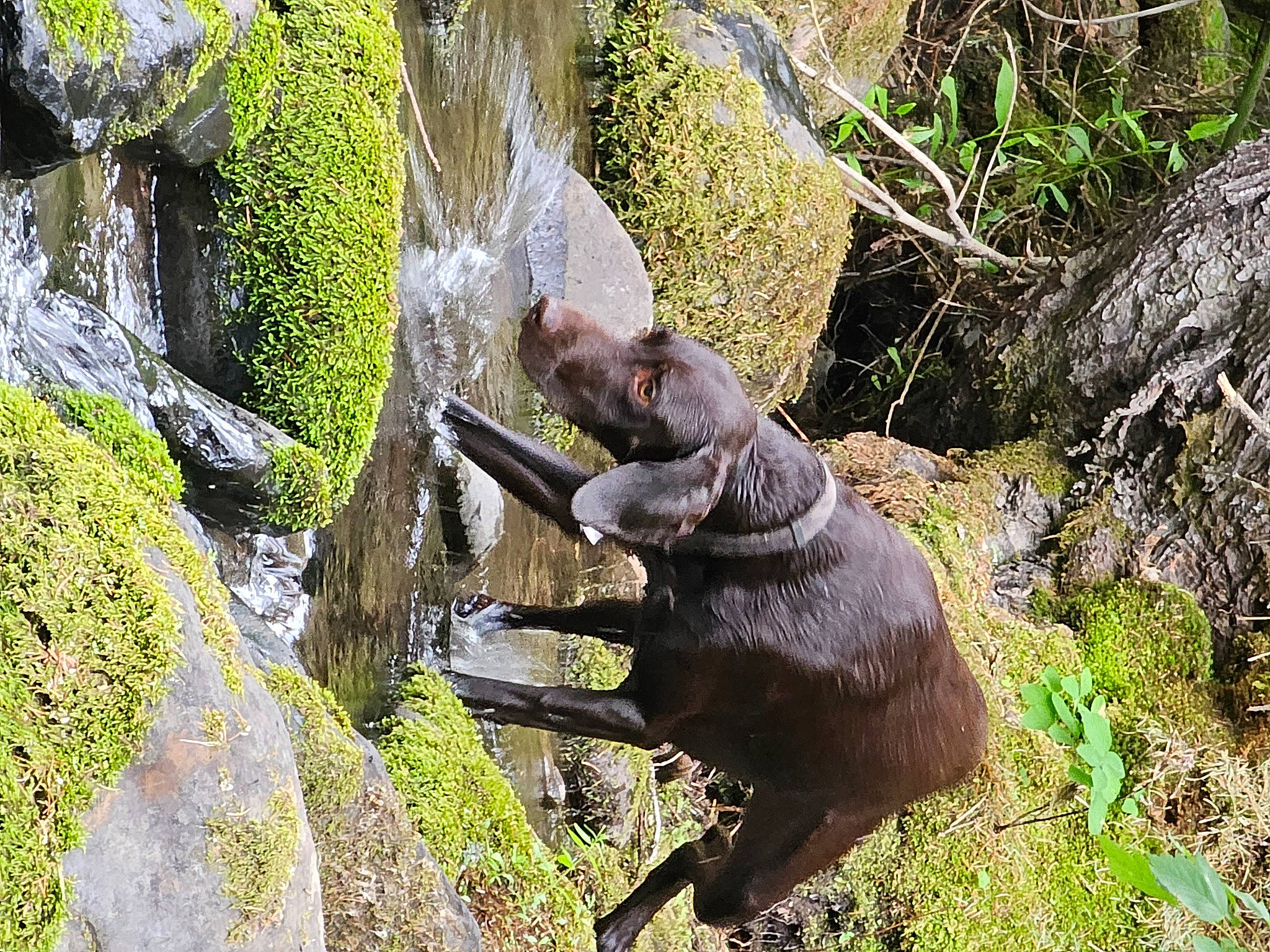 Rip is registered to the contest to win money with this photo: bedrock, canidae, carnivore, dog_breed, fawn, grass, groundcover, liver, plant, recreation, rock, snout, sporting_group, sun_bear, tail, terrestrial_animal, terrestrial_plant, trunk, wildlife, working_animal