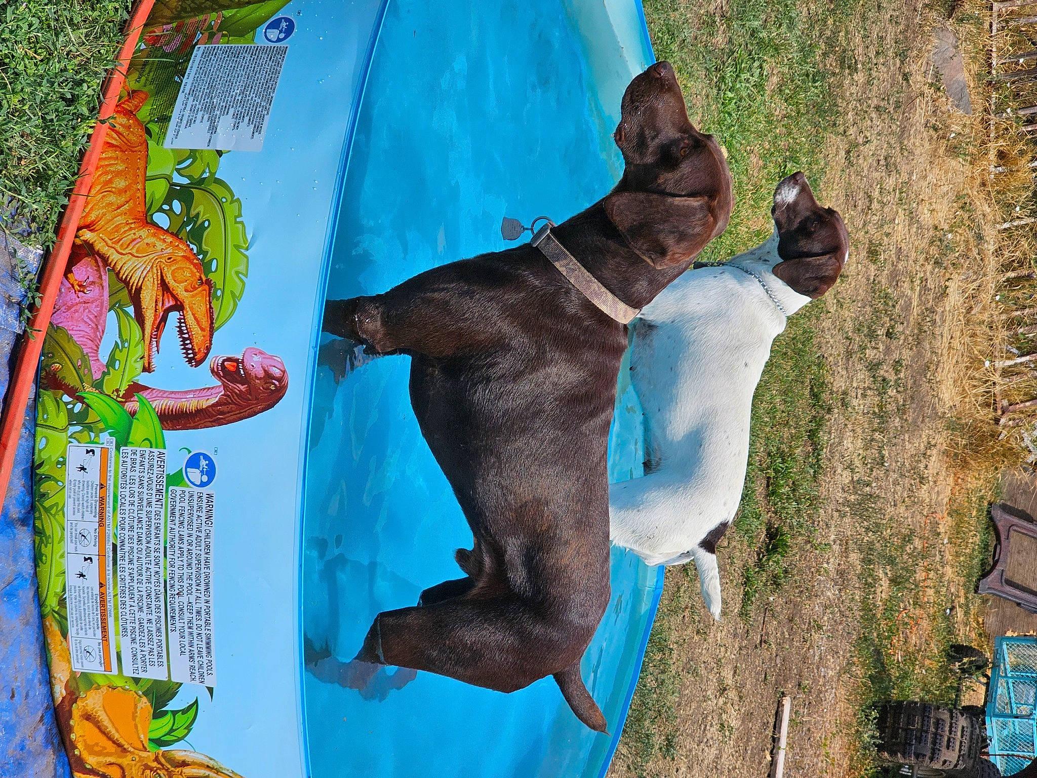 Rip joined the competition — help win amazing prizes! art, azure, carnivore, collar, companion_dog, dog, dog_breed, electric_blue, fawn, fun, grass, green, leisure, organism, painting, recreation, tail, visual_arts, working_animal, world